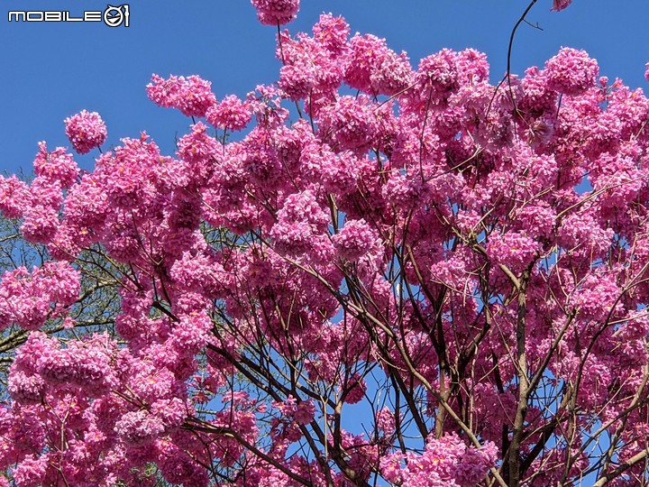 黃花+紅花風鈴木 台南市北區東豐路 03/12