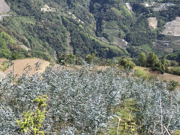跨界 Cross 旅遊--翠巒、紅香、瑞岩、慈峰、翠峰、靜觀、合作、平靜、力行、華岡