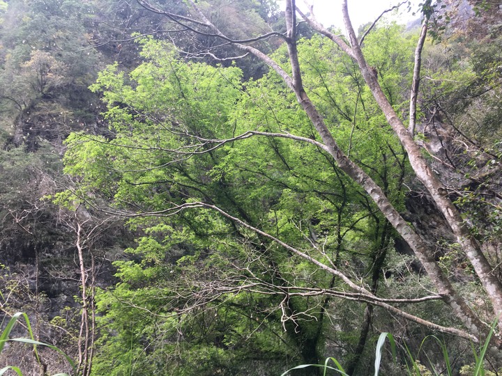太魯閣健行步道之旅上集 (白楊、錐麓、山月)