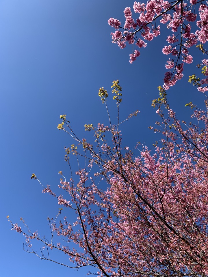 228連假清淨半日遊