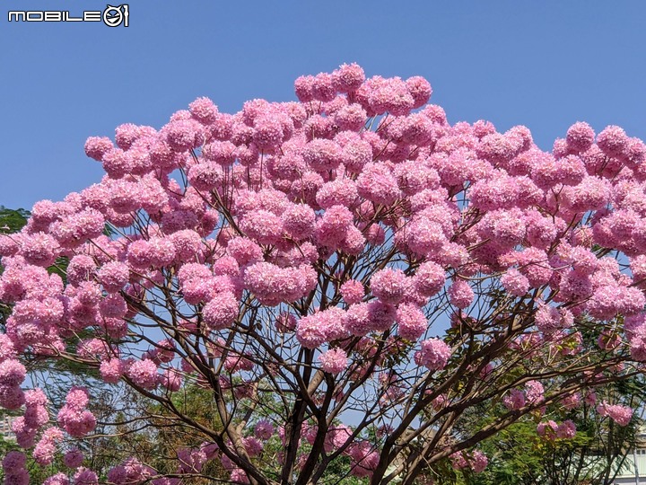 紅花風鈴木 台南市東區南紡購物中心 03/13