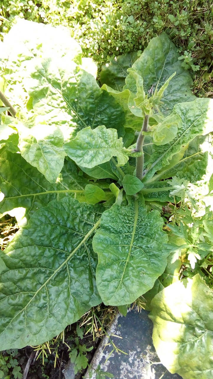 請問這是什麼植物？