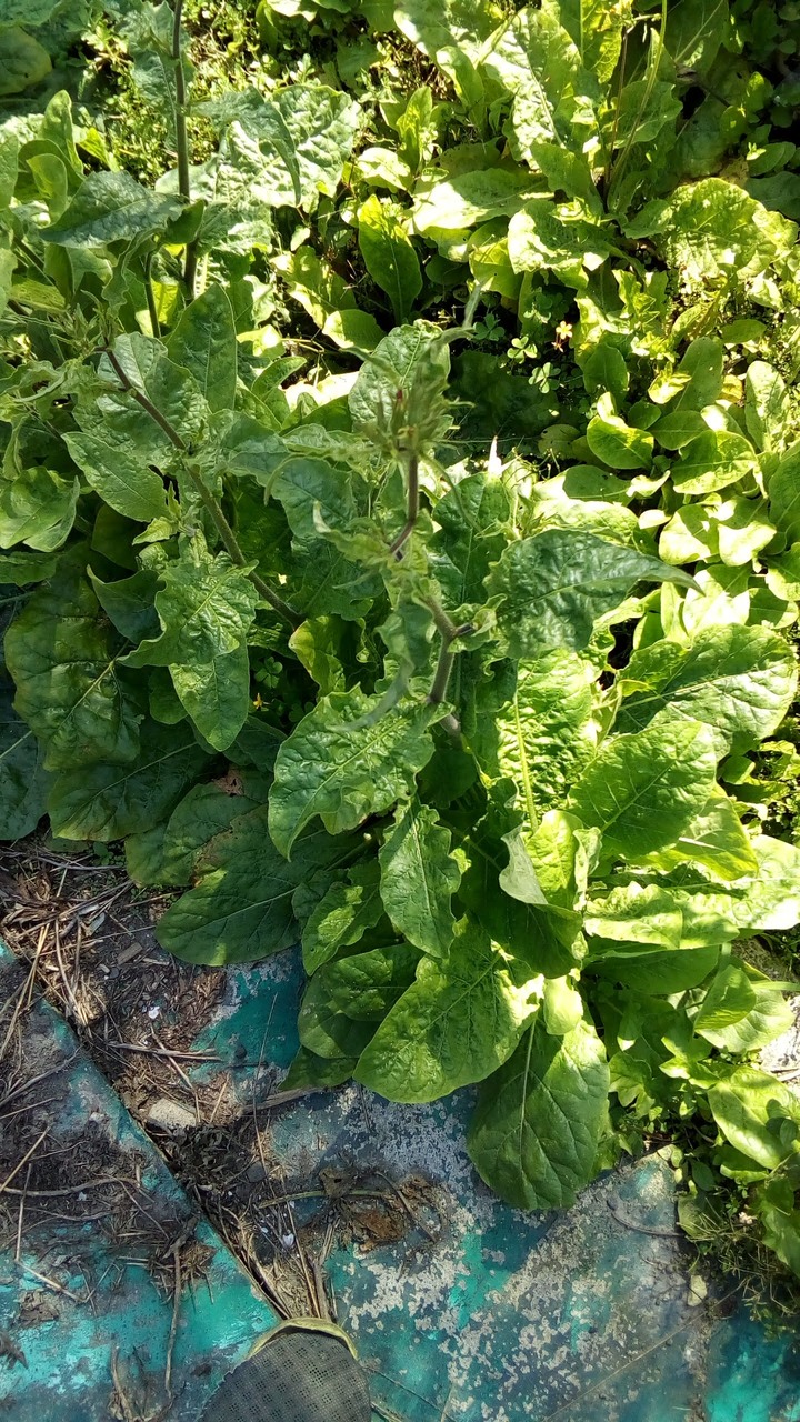 請問這是什麼植物？