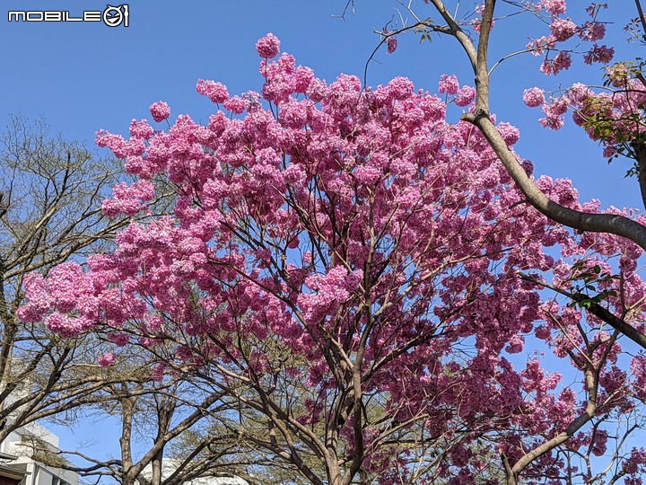 黃花+紅花風鈴木 台南市北區東豐路 03/12