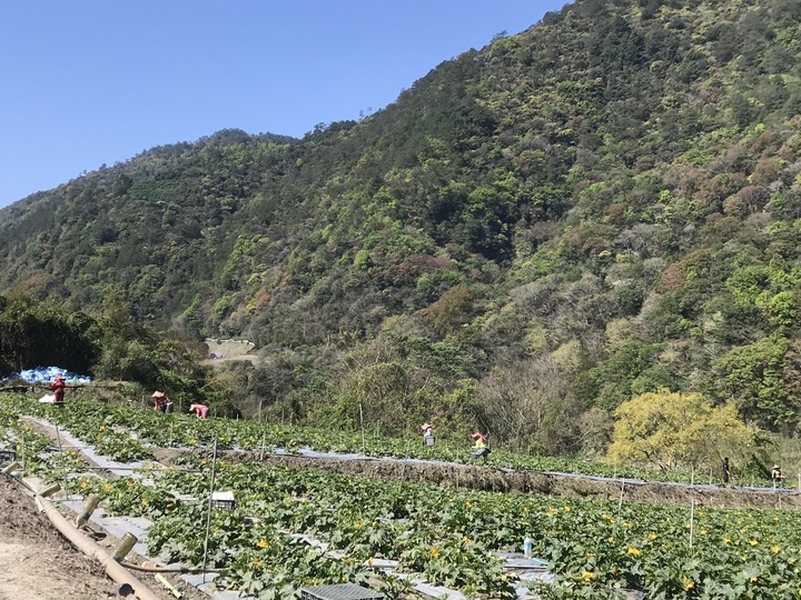 跨界 Cross 旅遊--翠巒、紅香、瑞岩、慈峰、翠峰、靜觀、合作、平靜、力行、華岡