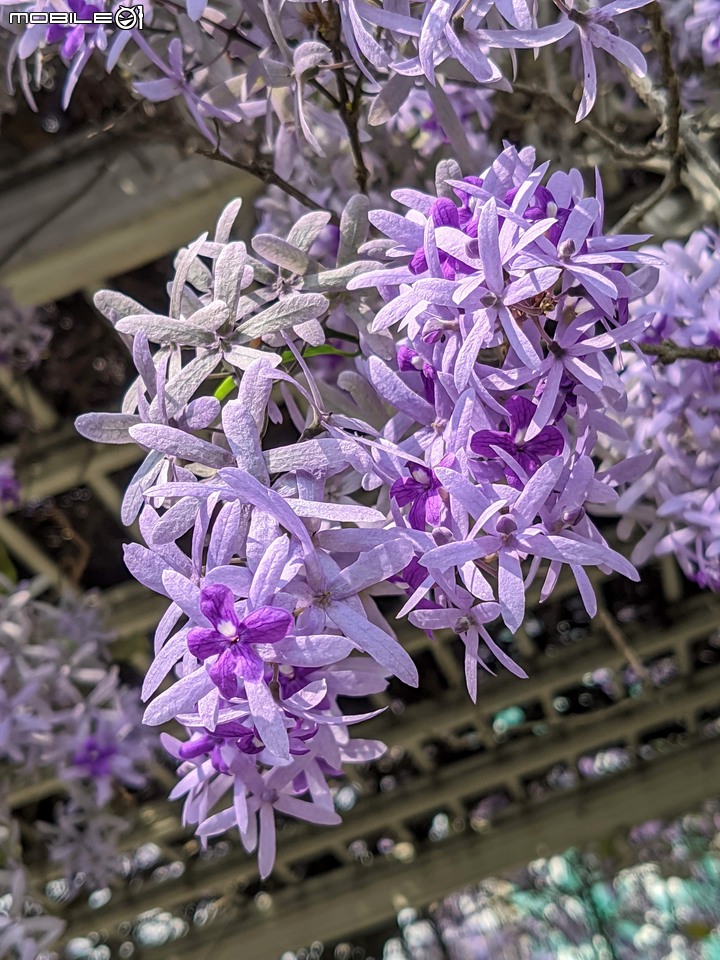 錫葉藤 台南市永康區藝園園藝 03/18