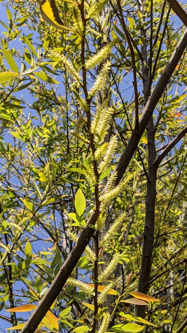 水柳 台南市南區竹溪水岸園區 03/13
