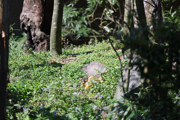 EOS R3隨手拍拍！台北市立動物園