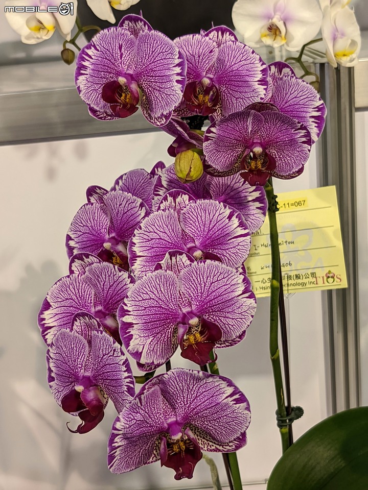 蘭花展 台南市後壁區蘭花生物科技園區 03/26