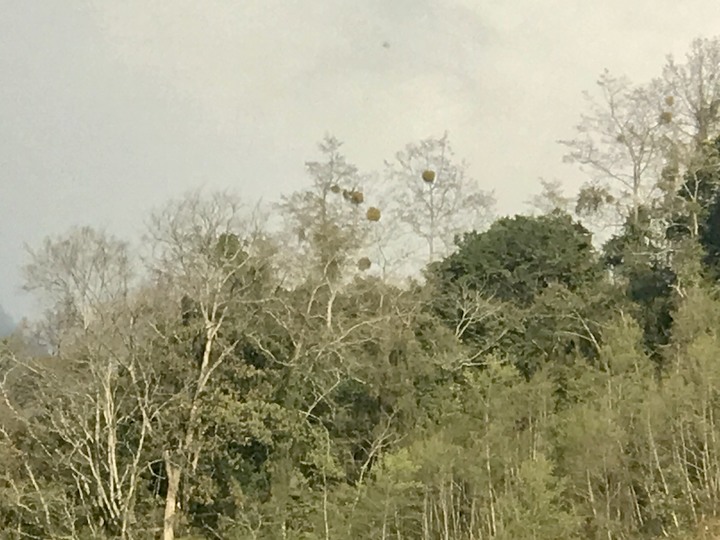 跨界 Cross 旅遊--翠巒、紅香、瑞岩、慈峰、翠峰、靜觀、合作、平靜、力行、華岡