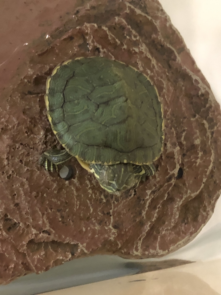 巴西🐢