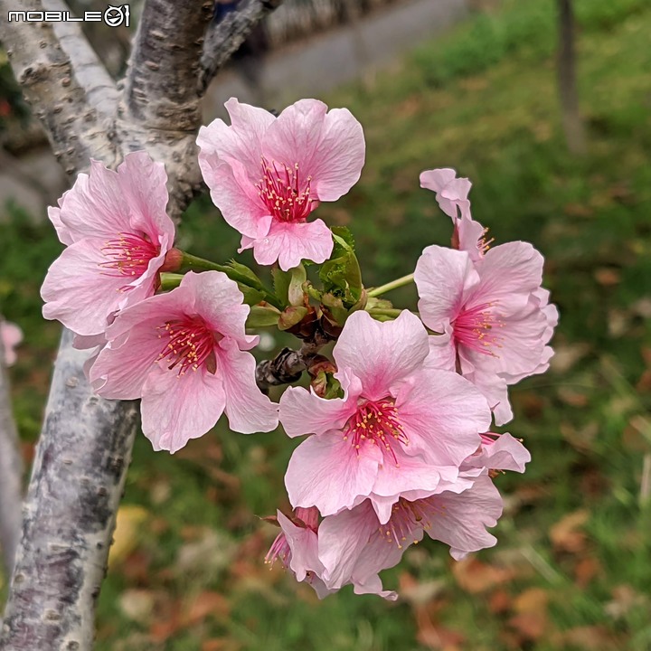 垂柳+河津櫻 台南市東區巴克禮公園 03/20