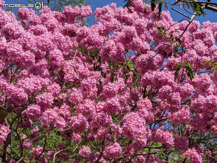 紅花風鈴木 台南市東區南紡購物中心 03/13