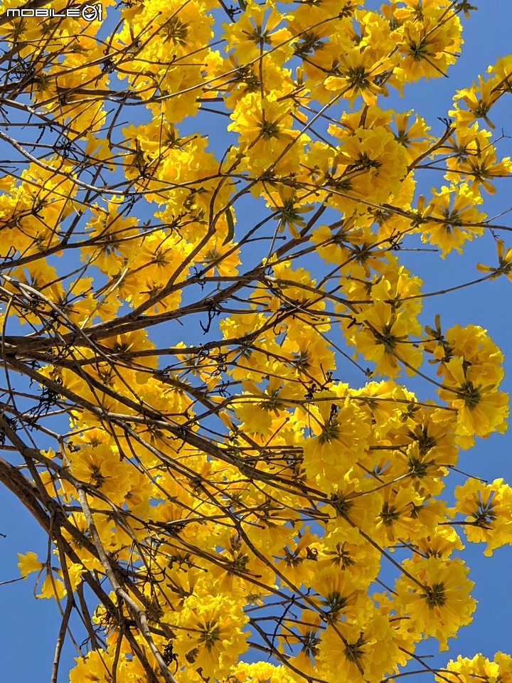 黃花+紅花風鈴木 台南市北區東豐路 03/12