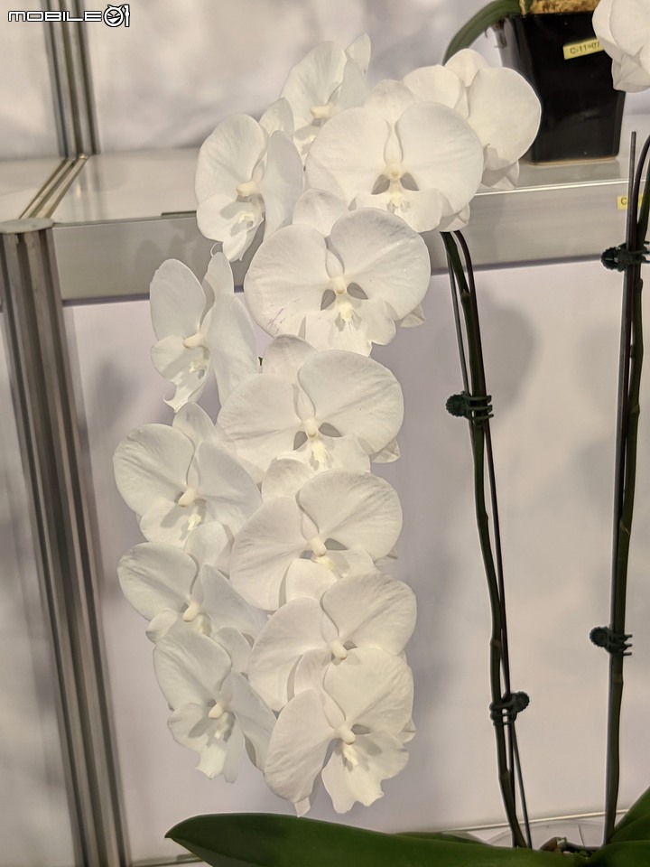 蘭花展 台南市後壁區蘭花生物科技園區 03/26
