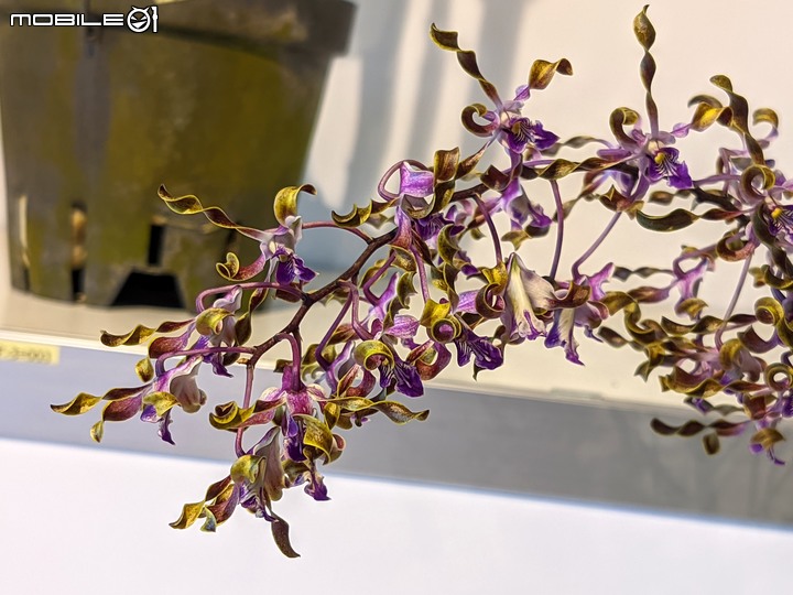 蘭花展 台南市後壁區蘭花生物科技園區 03/26