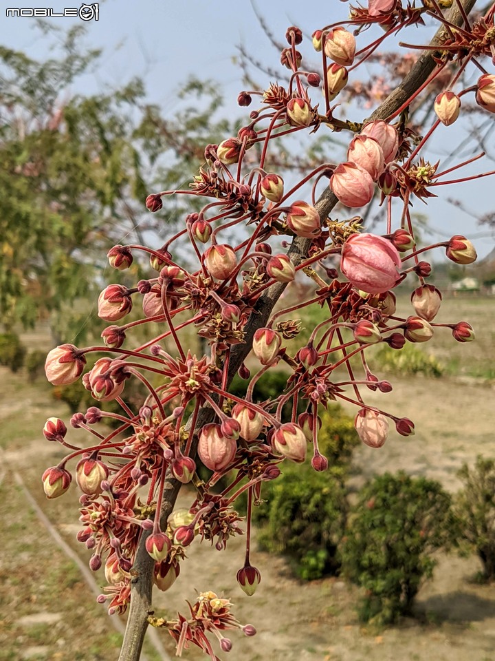 花旗木 台南市西港區金砂里新寮 03/18