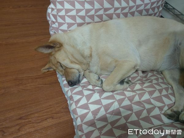 白汪副駕乖坐他細看椅背冒出「哀怨狗臉」才驚覺有2隻！