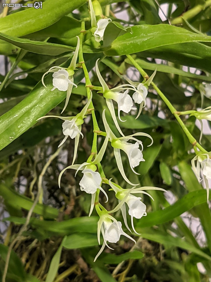 蘭花展 台南市後壁區蘭花生物科技園區 03/26
