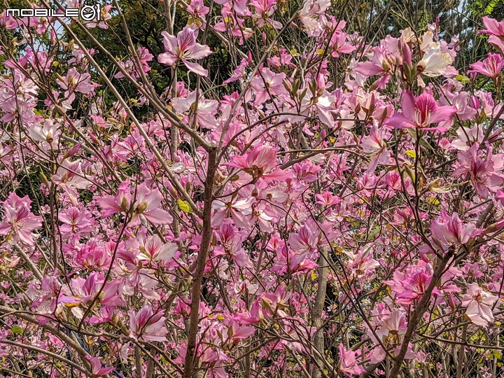 羊蹄甲 台南市北區台南公園 03/06