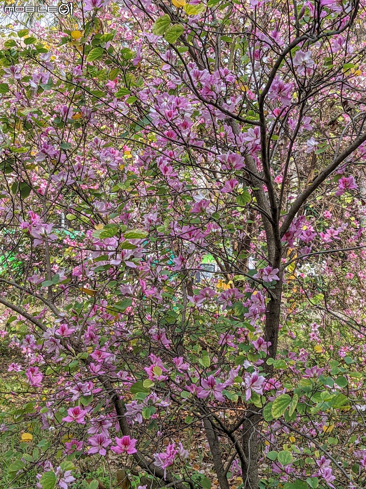 羊蹄甲 台南市北區台南公園 03/06
