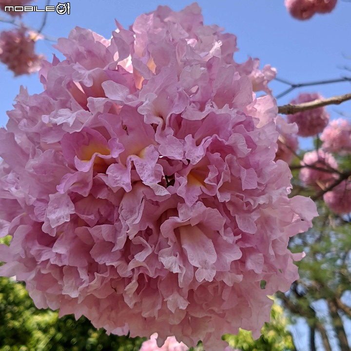 紅花風鈴木 台南市東區南紡購物中心 03/13