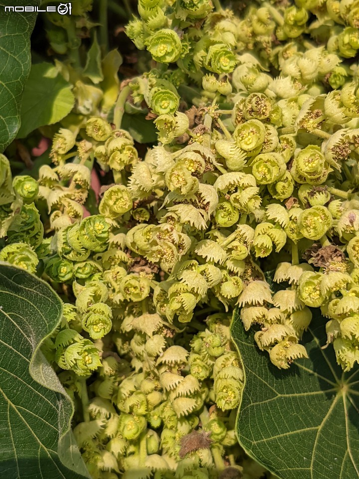 血桐+構樹 台南市安平區四草大橋 03/10