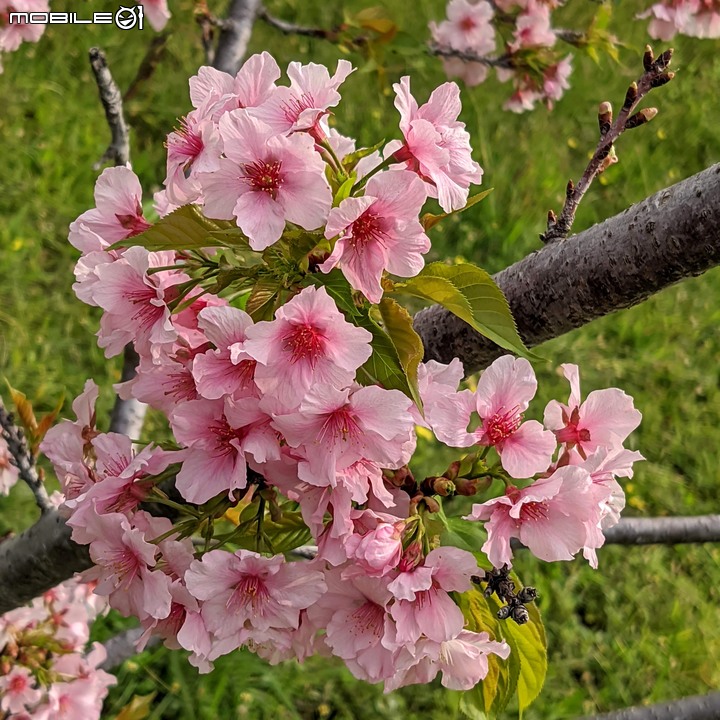 垂柳+河津櫻 台南市東區巴克禮公園 03/20