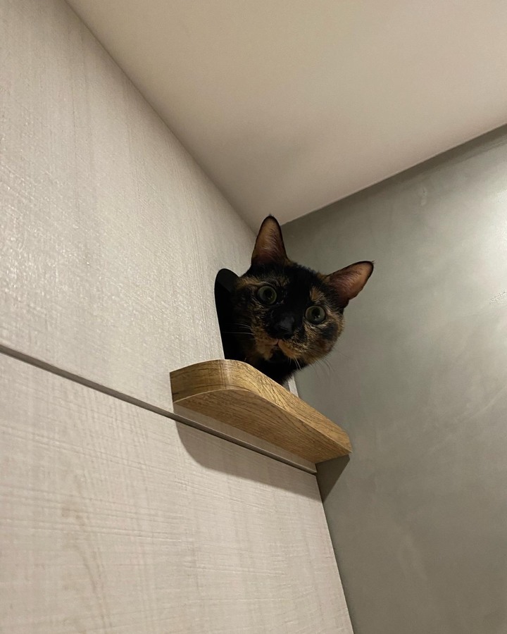 【開箱】我們的夢想HomeGym+超美貓屋❤️ 老屋改造質感簡約宅