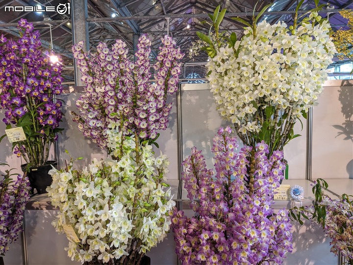 蘭花展 台南市後壁區蘭花生物科技園區 03/26
