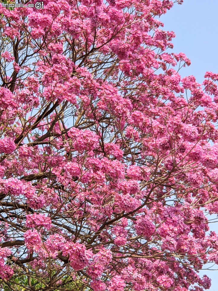 紅花風鈴木 台南市南區水交社文化園區 03/06