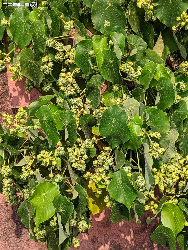 血桐+構樹 台南市安平區四草大橋 03/10