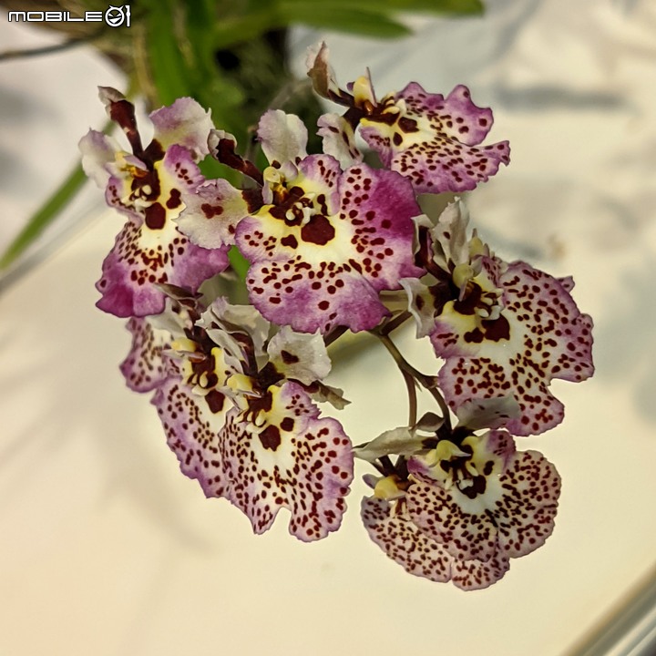 蘭花展 台南市後壁區蘭花生物科技園區 03/26