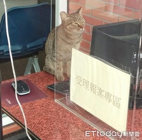 喵星人認真臉研究「報案電腦」警察笑問：在比價便宜罐罐？