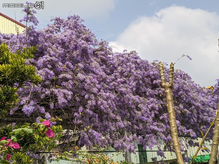 錫葉藤 台南市永康區藝園園藝 03/18