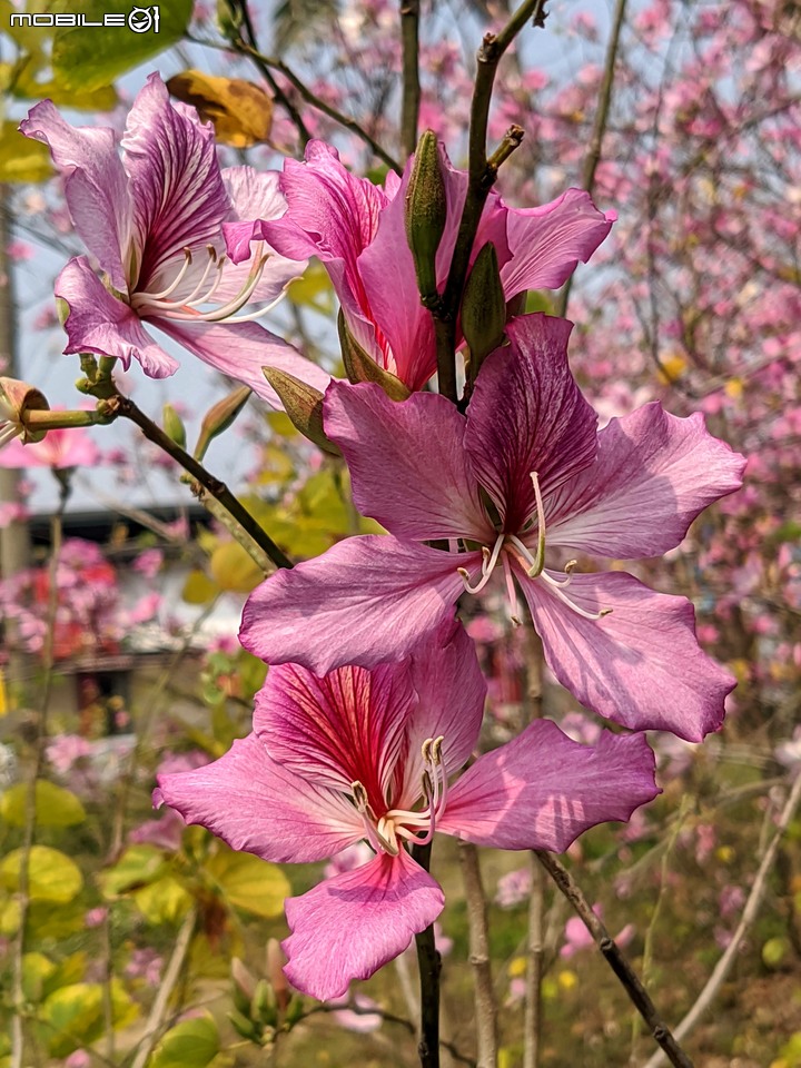 羊蹄甲 台南市北區台南公園 03/06