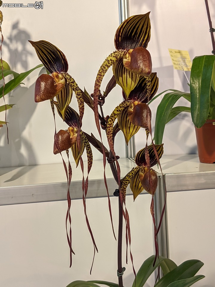 蘭花展 台南市後壁區蘭花生物科技園區 03/26