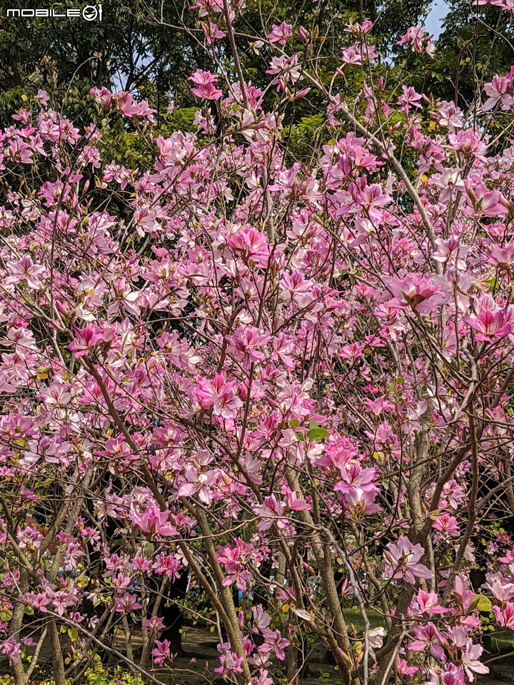 羊蹄甲 台南市北區台南公園 03/06