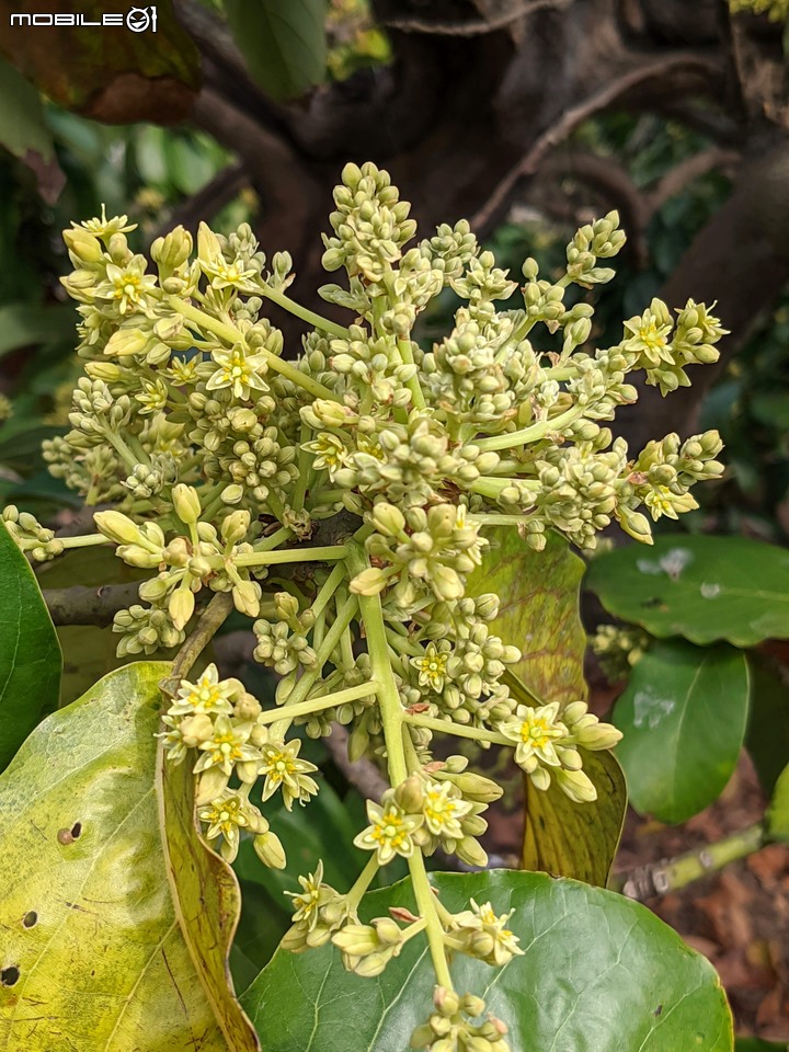 木麻黃 台南市安平區湖濱水鳥公園 03/20