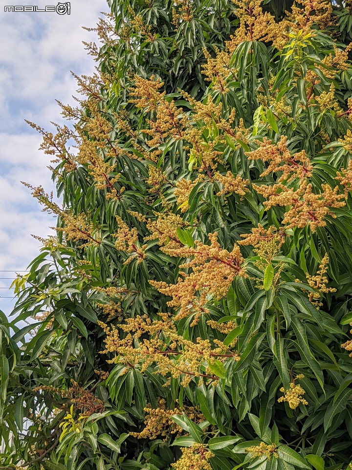 木麻黃 台南市安平區湖濱水鳥公園 03/20