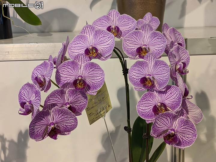 蘭花展 台南市後壁區蘭花生物科技園區 03/26