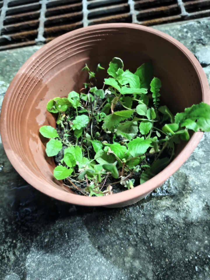 請問要如何除草呢？