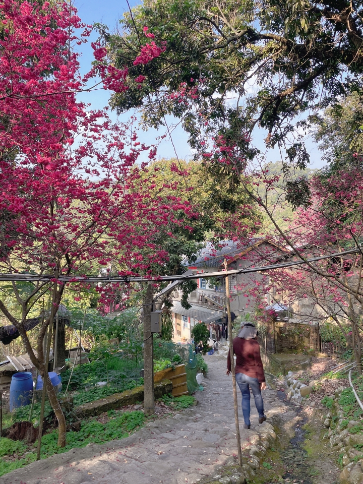 2022年3月員林百果山附近賞櫻秘境花況