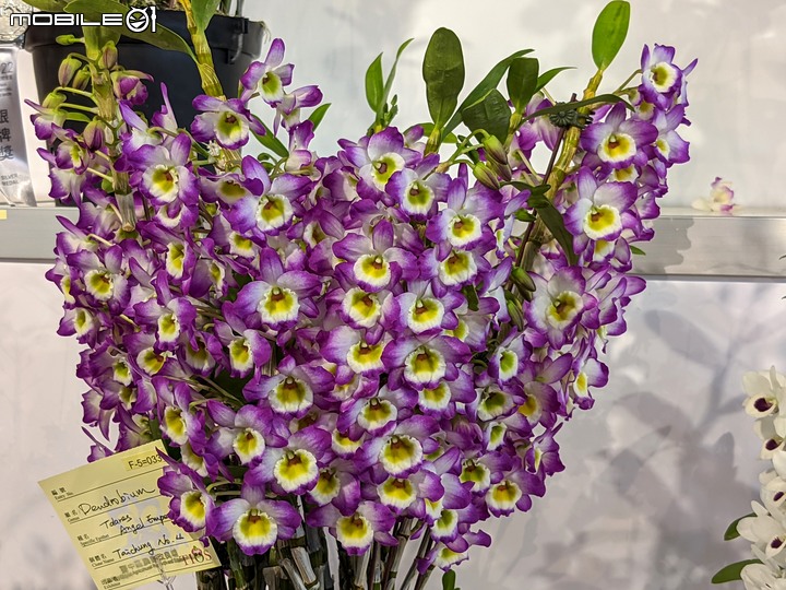 蘭花展 台南市後壁區蘭花生物科技園區 03/26