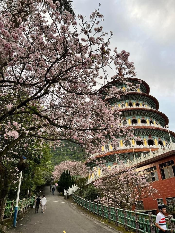 2022 天元宮花況報導