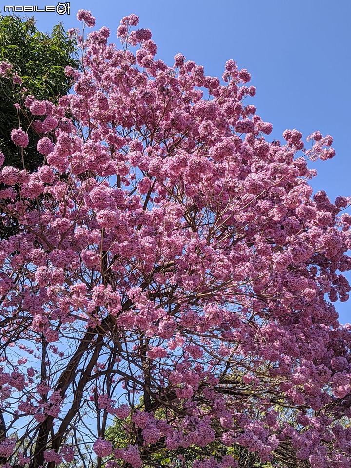 紅花風鈴木 台南市東區南紡購物中心 03/13