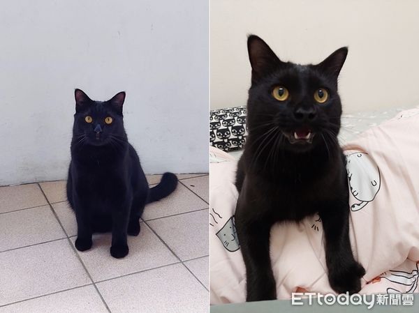 大家來找碴再一發!房間躲貓貓「黑喵超強隱身術」網友找到生氣