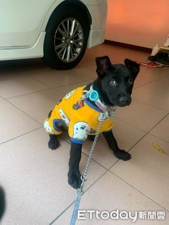 3個月大歐告2隻耳朵「歪單側」特殊造型笑翻網:家裡風很大?