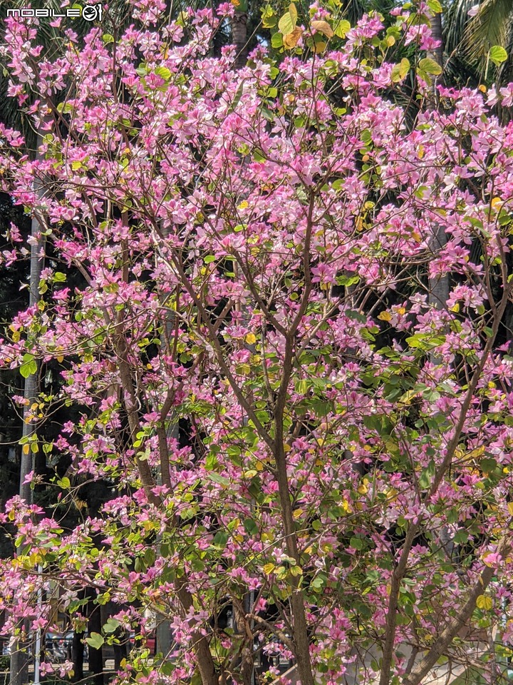 羊蹄甲 台南市北區台南公園 03/06