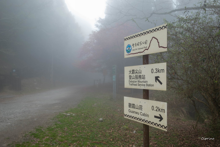 觀霧賞櫻一日遊